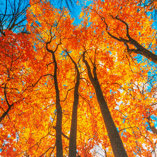 Осенний Лес Фото