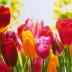 Картина по номерам 40х50 см Тюльпаны на солнце