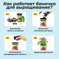 купить набор для выращивания / мимоза / растение в банке