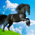 купить картина по номерам 40х50 см черногривый конь